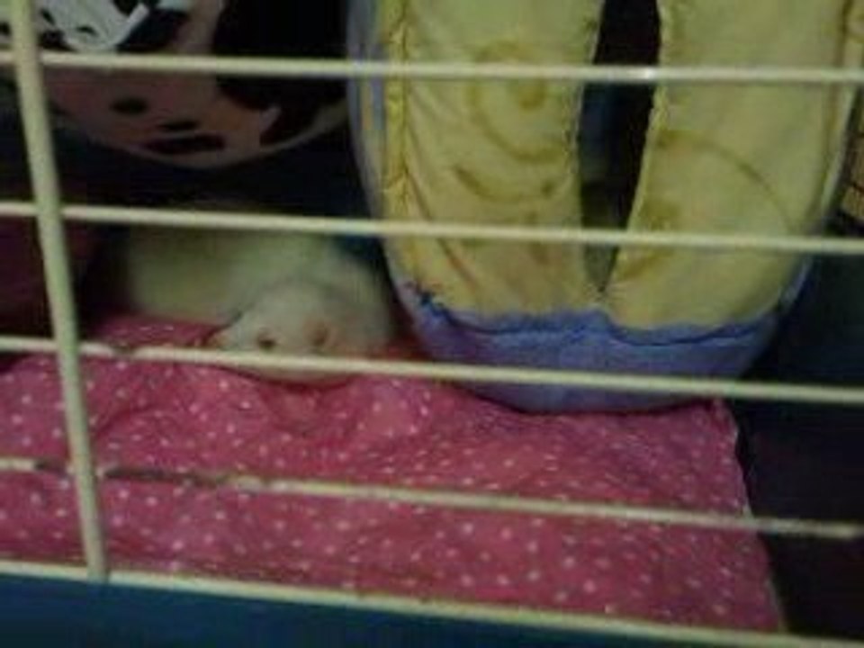 pink et roxy