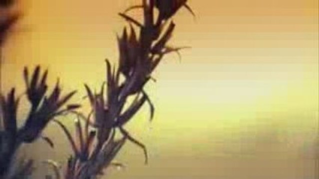 Quest Pistols - Он рядом