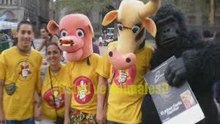 4/10 El día del Animal según un Animal.