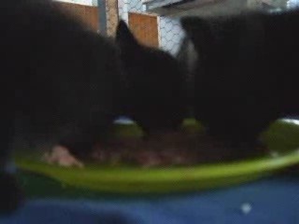 le repas des "fauves" 1