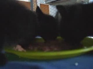 le repas des "fauves" 1