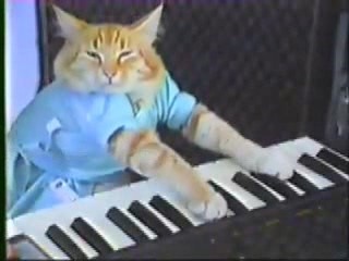 LOL Un chat qui joue du piano
