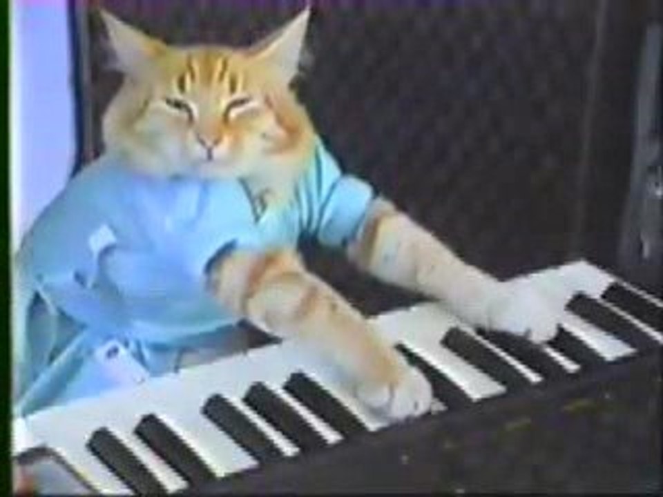 LOL Un chat qui joue du piano