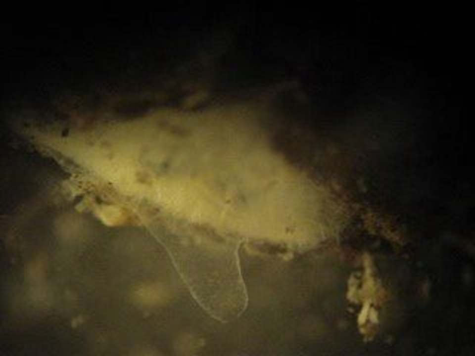 oscule d'éponge d'eau douce