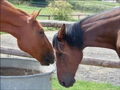 Un cheval qui se prends pour un Bisounours