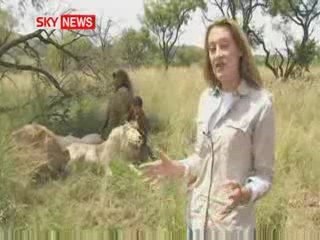 L'homme qui joue avec ses petits lions