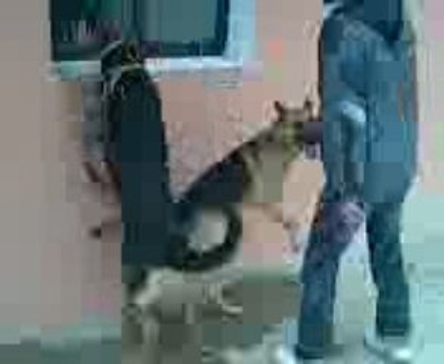 Vidéo004