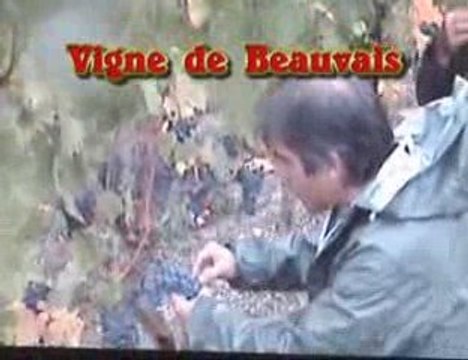 Date de vendanges au domaine lamé delisle boucard