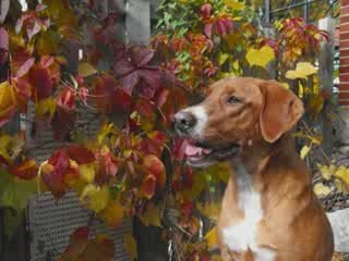 renconte teckel  Coraggio