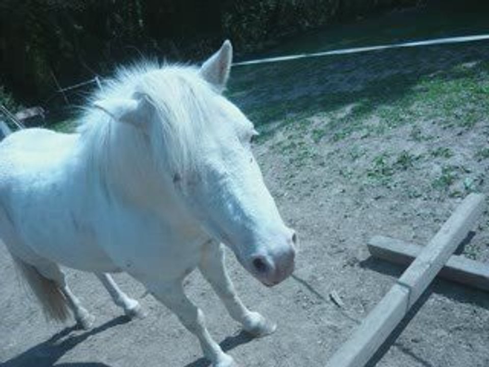 voila mouha et mes juments