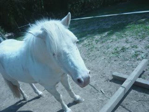 voila mouha et mes juments