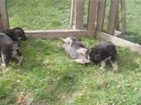 chiots de burkina le 11/10/09