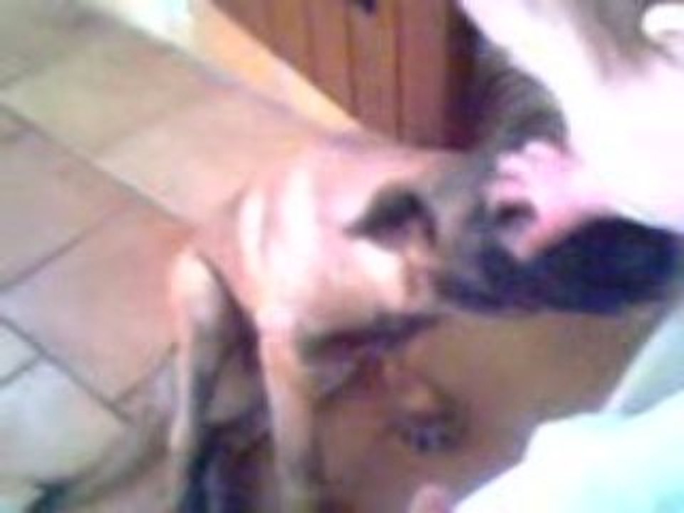 Un amour de chien (suite)