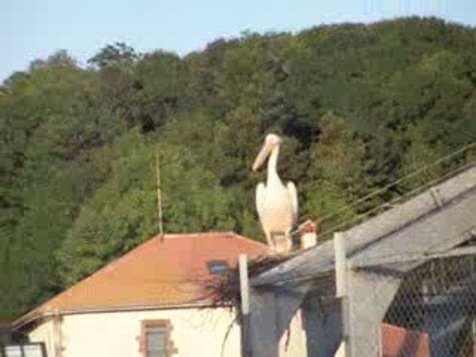 Pélican blanc en Lorraine