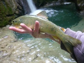 La truite et les carnassiers, vidéo 2009