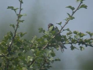 Hirondelle rustique Carouge 10-08-09