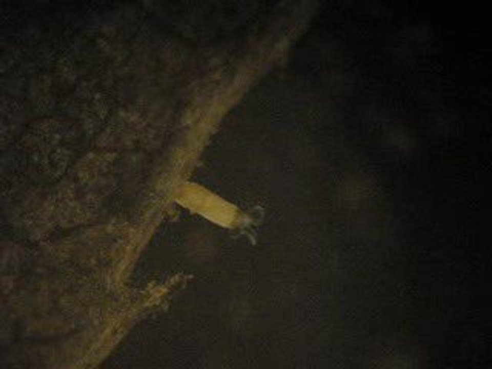 floscularia, rotifère en fourreau