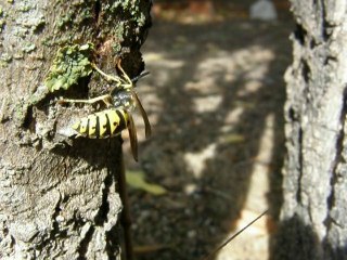 Avispas en Olmos de Móstoles