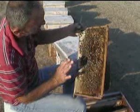 arıcılık-arı bakımı