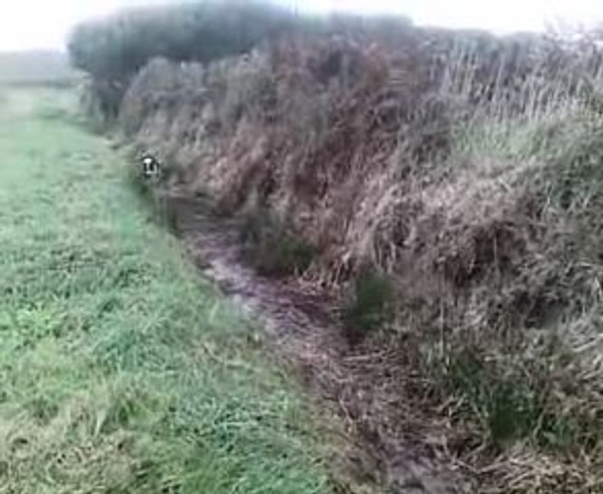 Premers pas dans l'eau pour Eros, jeune Berger Australien