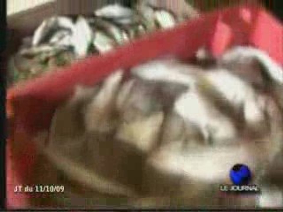 Saisie des caisses de poissons  avariés à Pointe-Noire