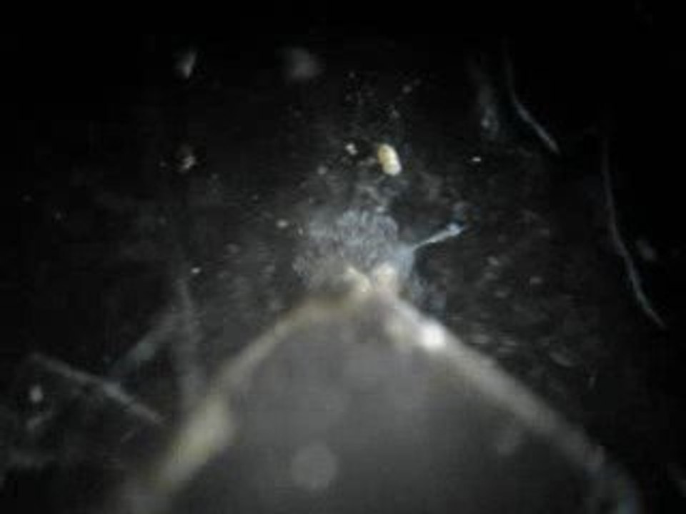 animal mystère (mystère résolu)