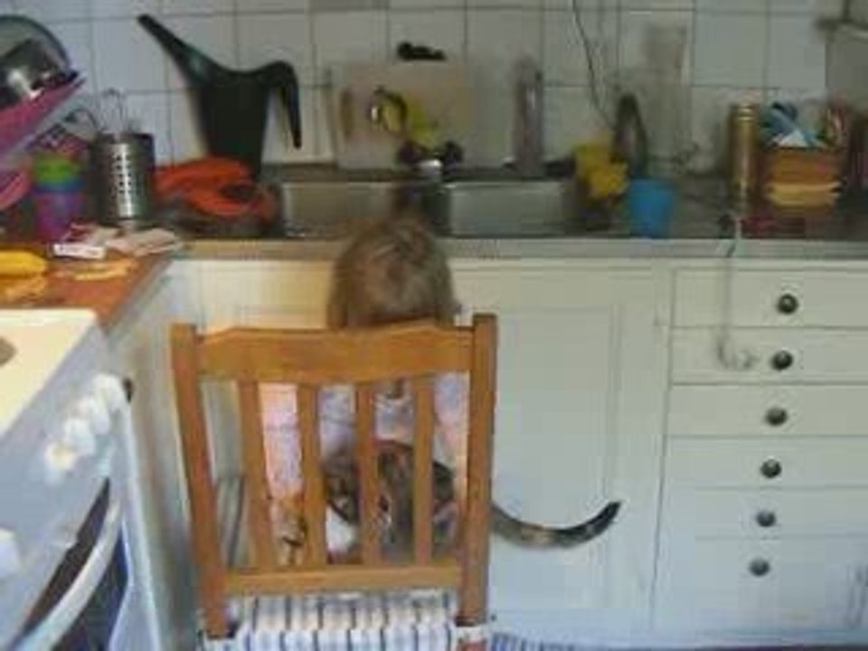 nej katten!