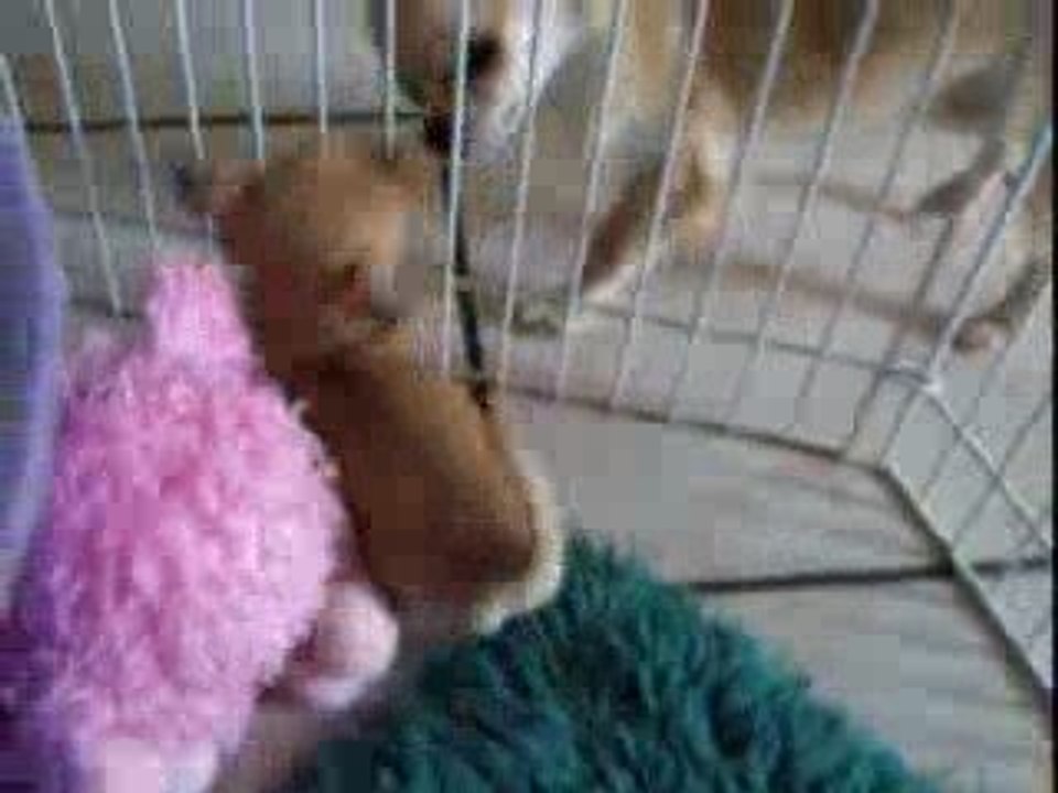 chiots  vidéo Endy et Enzo 11 Octobre 2009 006