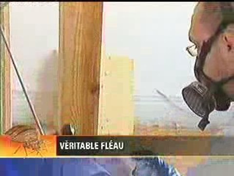 HygiaPure - Punaises des lits à Montréal