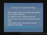 Caring For Guinea Pigs- Cage lining