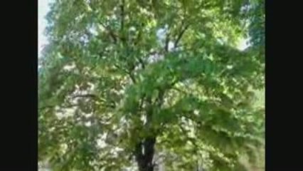 Michel Serpeaud et le Prélude en Ré Majeur de J.S Bach