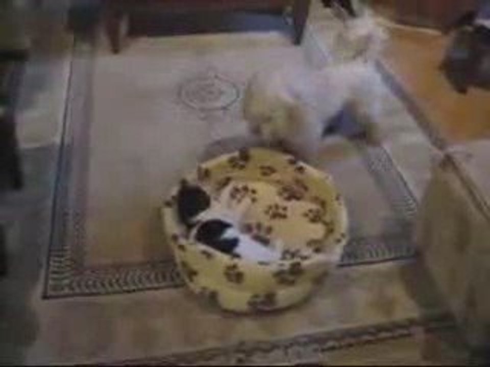 chat qui se tape l'incruste où dors le chien