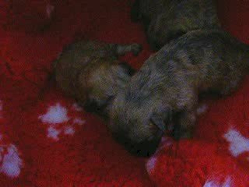 bb cairn Terrier du Harpouy d'Auzan