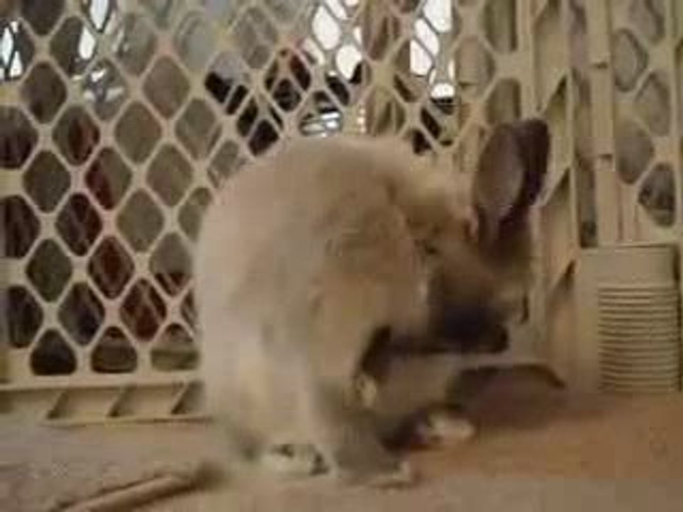 le lapin qui se nomme duracel