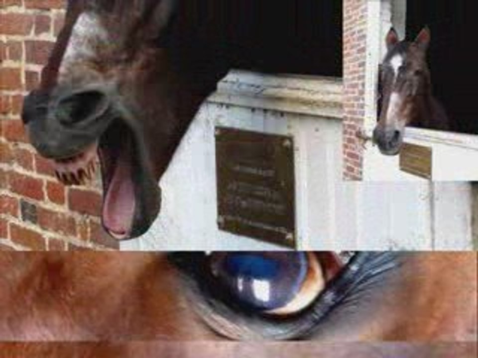 Haras_du_Pin