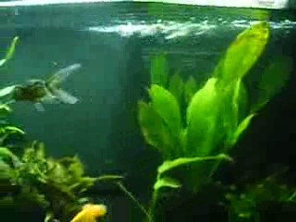 Bubbles eyes le 12.10.09