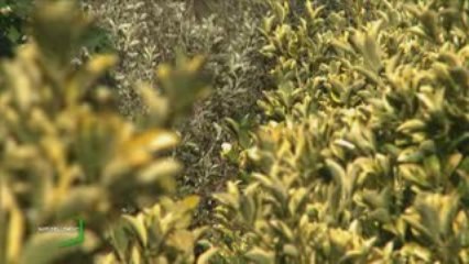 Le Jardin de Clémenceau (Vendée)