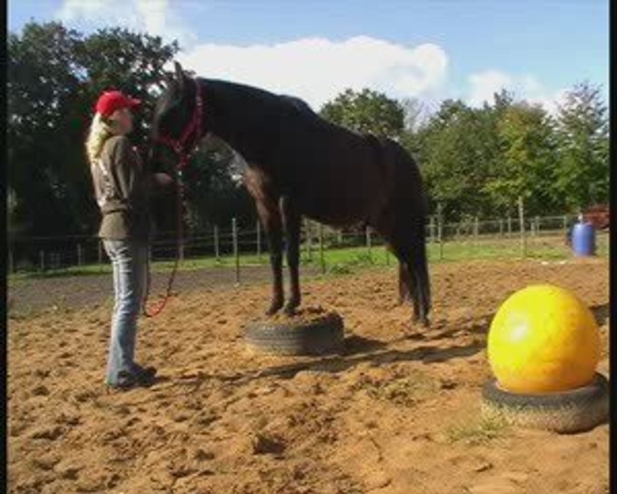 paco 7 year old peruvian paso gelding