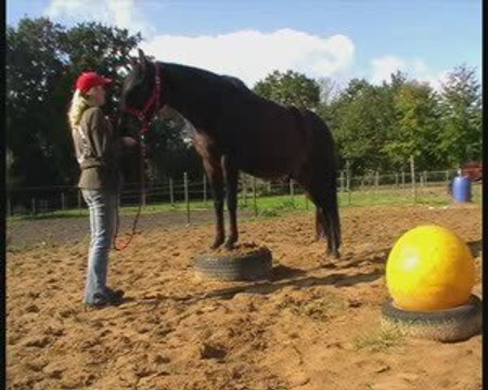 paco 7 year old peruvian paso gelding