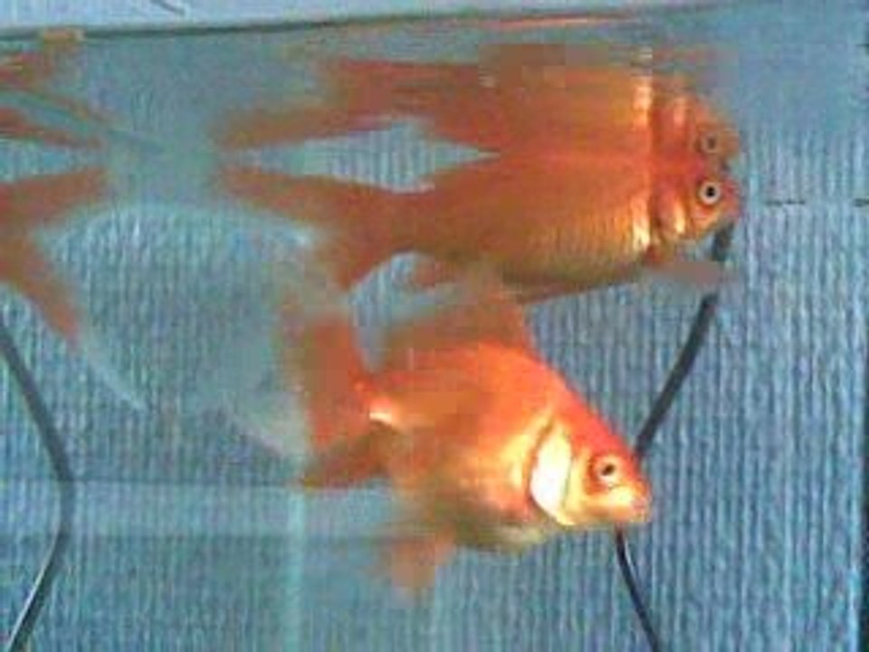 Poisson rouge 2 syoui