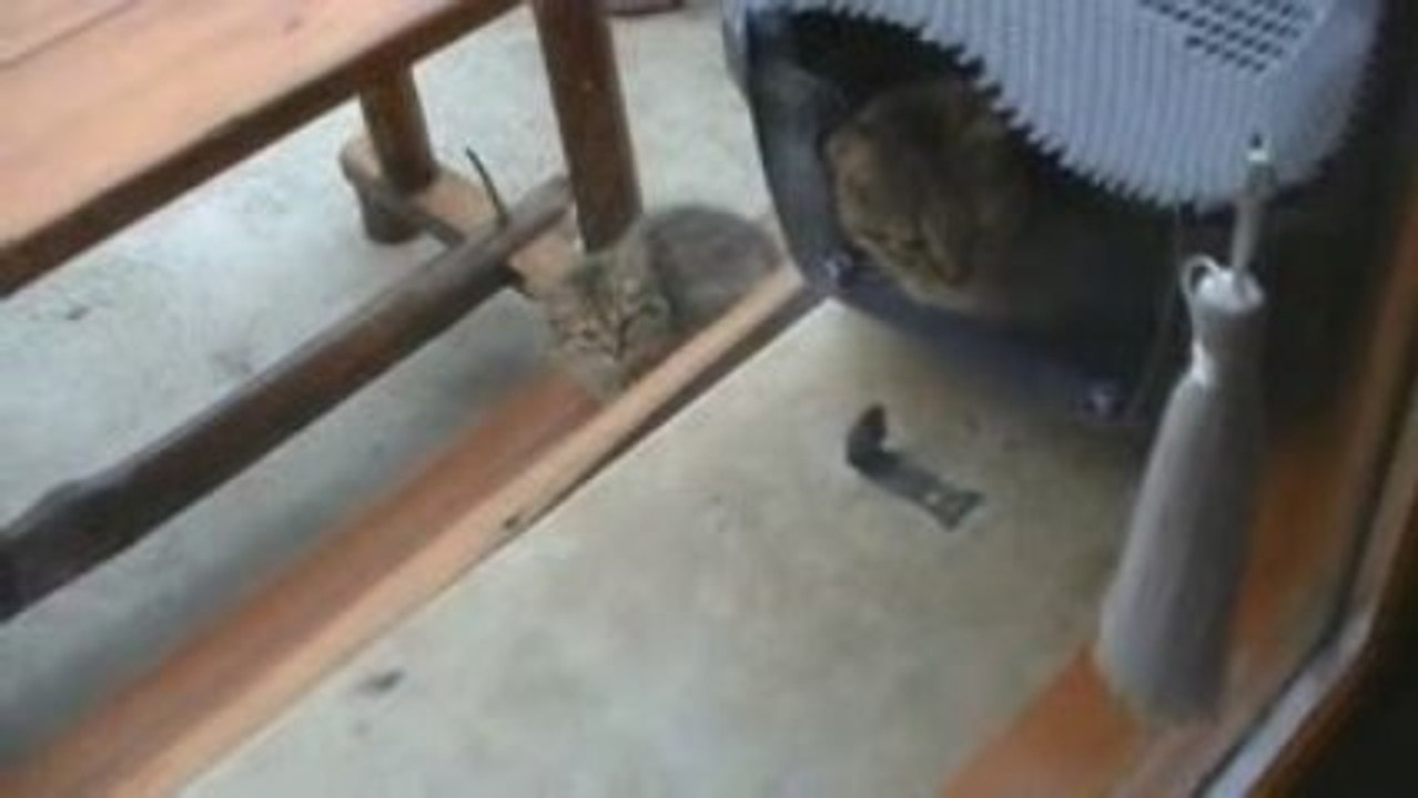 Amicale des chats de Montagnole "On prend le pouvoir"