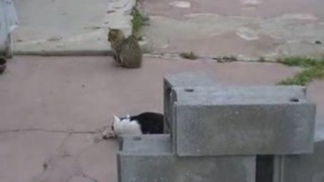 Amicale des chats de Montagnole "Une grande famille"