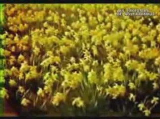 LAS PROFECIAS DE NOSTRADAMUS 2012 FIN DEL MUNDO -9 https://pedrojperezescritor.wordpress.com