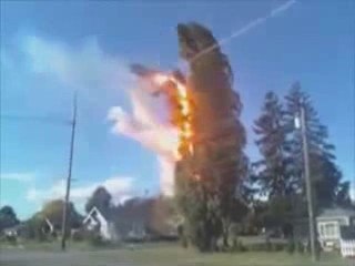 un arbre vs ligne haute tension