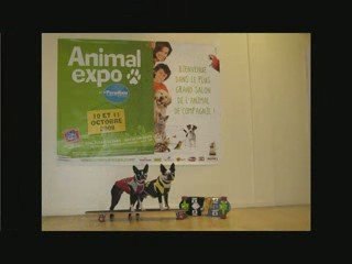 Skateboarding dogs at Animal Expo 2009 PARIS