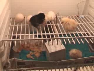 BUZDOLABINDAN CİVCİV ÇIKTI.