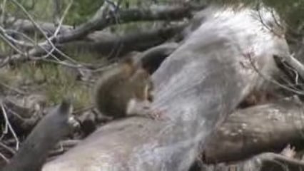 Voyage Yellowstone Jour j+4 (5)