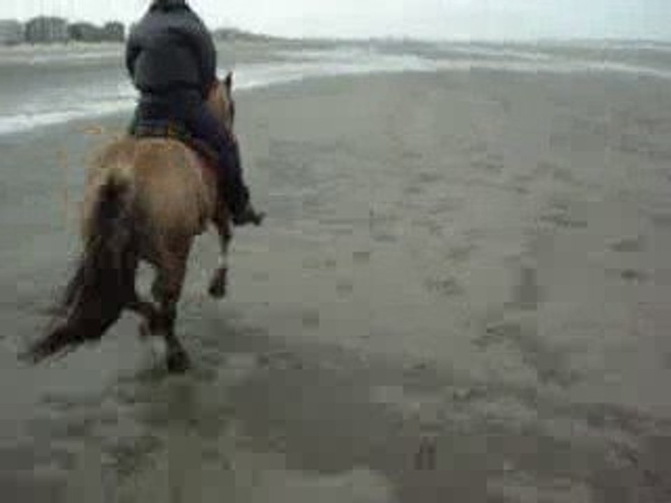 Galop sur la plage
