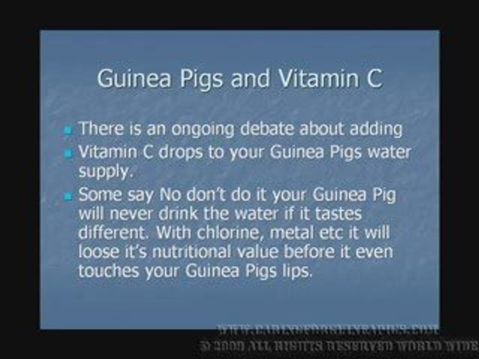 Caring For Guinea Pigs- Guinea Pigs and Vitamin C