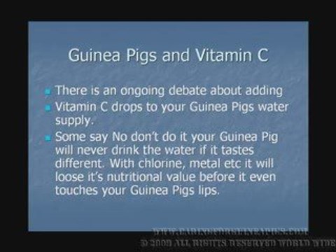 Caring For Guinea Pigs- Guinea Pigs and Vitamin C
